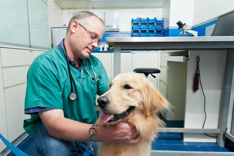  Discover Exceptional Pet Care at Care Pet Clinic Texarkana: Your Trusted Partner for Furry Friends