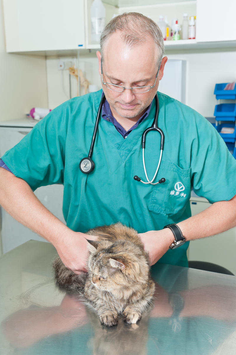  Affordable Care for Your Furry Friends: Discover Vetco Low Cost Pet Veterinary Services