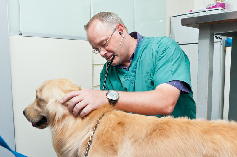  Comprehensive Services Offered by Pet Guards Clinic, a Cuyahoga Falls Veterinarian for Your Beloved Pets